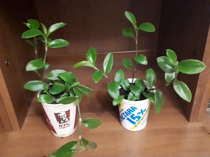 Традесканция укорененная