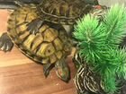 Красноухая черепаха с аквариумом. Отдам в хорошие