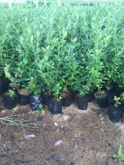 Саженцы голубики дюк