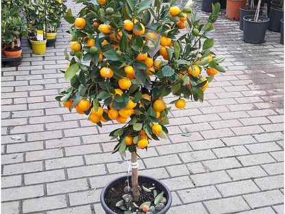 оби мандариновое дерево. мандарин оранж 110 см дерево искусственное. цитрус мандарин дерево. цитрофортунелла кумкват. комнатное растение оранж цитрус.