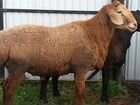 Овцы гиссарской и эдильбаевской породы объявление продам