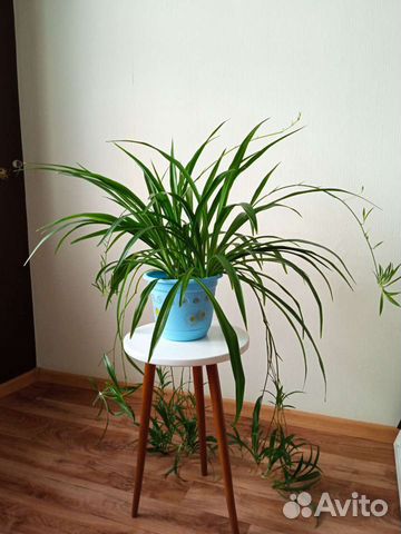 Хлорофитум