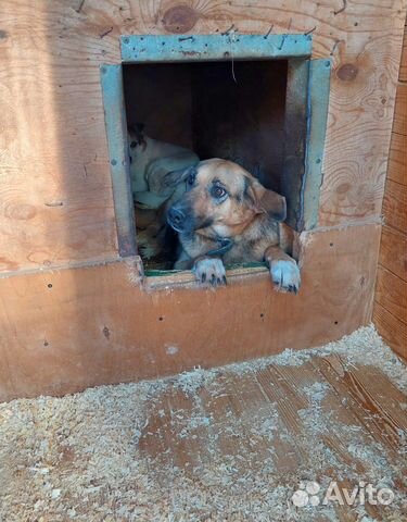 Собака всю жизнь ждет своего человека в приюте
