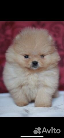 Самые красивые шпицы