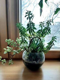 Флорариум с суккулентами