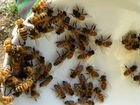 Пчелиные матки Бакфаст объявление продам
