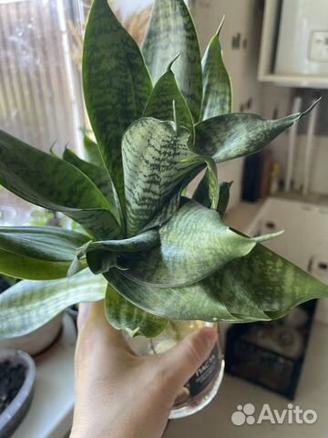 Сансевиерия