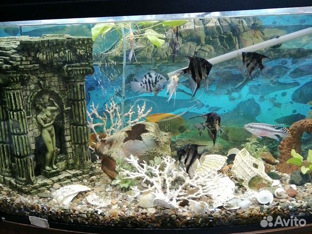 Аквариум