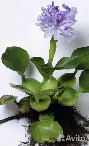 Растения для пруда нимфеи,гиацинты,водная эйхорния