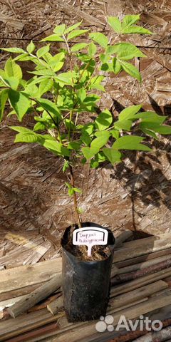 Бархат Амурский