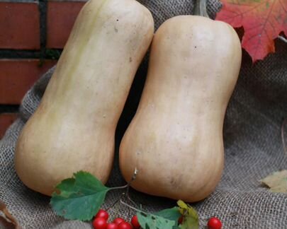 Семена Тыквы 