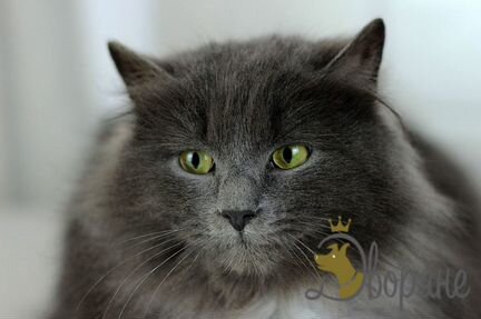 Пристраивается прекрасный кот Василий