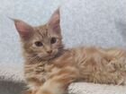 Котята Мейн-кун с родословной объявление продам
