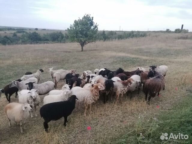 Овцы бараны ягнята ярки поголовно и оптом