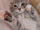 Котёнок в добрые руки бесплатно объявление продам