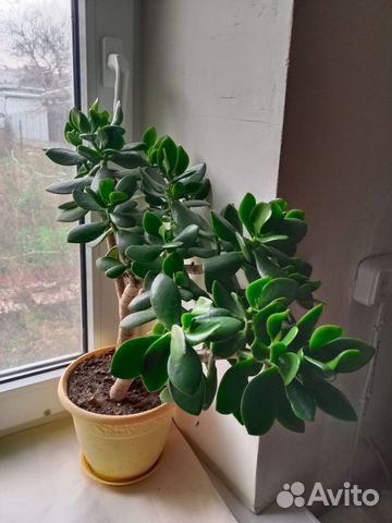 Денежное дерево толстянка крассула