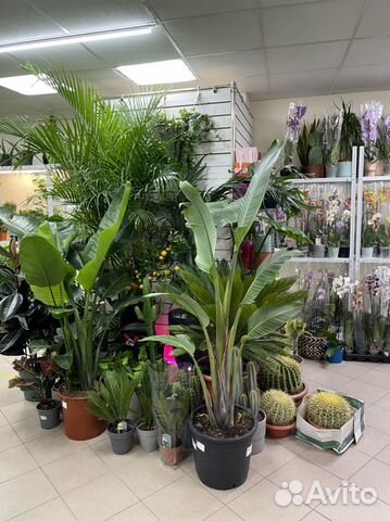 Пальма спатифиллум кактус драцена