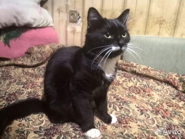 Нашелся кот