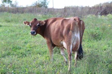 Коровы нетели тёлочки Джерсейской породы - фотография № 1
