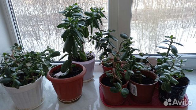 Толстянка (денежное дерево)