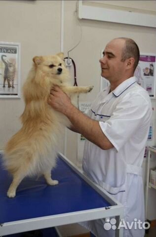 Ветеринар Петрозаводск