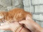 Котята в добрые руки бесплатно объявление продам