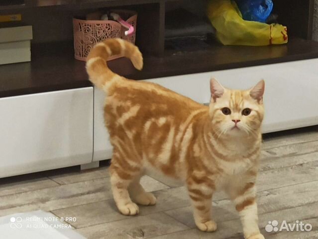 Шотландский кот на вязку