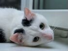 Самый ласковый в мире кот