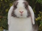 Карликовые вислоухие крольчата NHD объявление продам