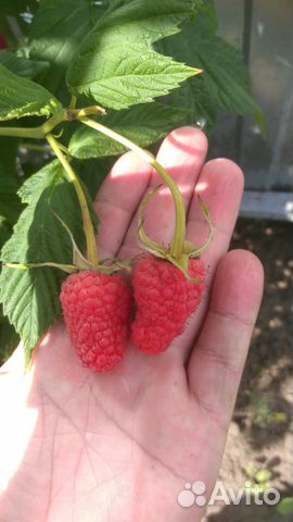 Саженцы малины,сорт геракл