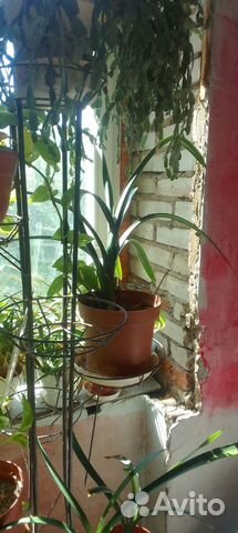 Кливия киноварная оранжевая