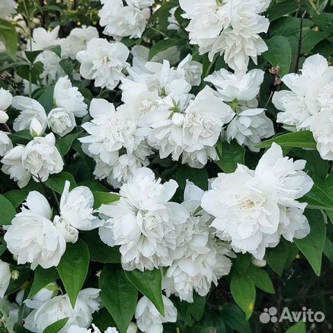 Саженцы садового жасмина(Чубушника)