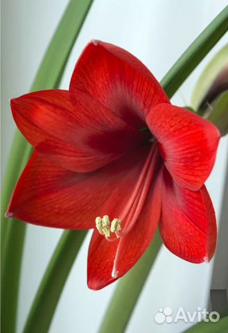 Гиппеаструм амариллис луковицы