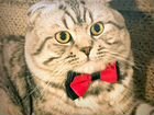 Британский кот на вязку объявление продам