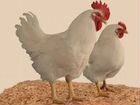 Бройлерные куры (цыплята) живым весом с доставкой