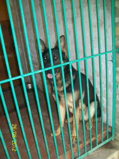 Гостиница для Собак и Кошек г. Белгород