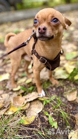 Вязка той терьер