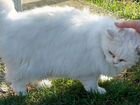 Персидская шиншилла (кошка)