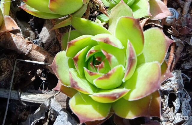 Молодило каменная роза