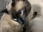 Тайский кот вязка объявление продам
