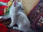 Кошка тайская в добрые руки бесплатно объявление продам