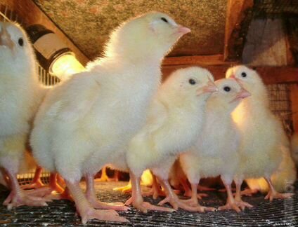 Цыплята бройлеры Кобб 500