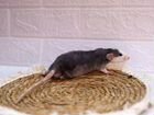 Крыса крысята дамбо рекс объявление продам