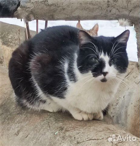 Пятнистый тигренок Мартин ищет дом