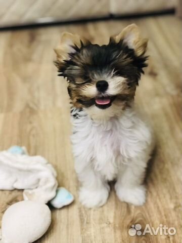 Щенки бивер