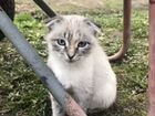 Сиамские вислоухие котята объявление продам