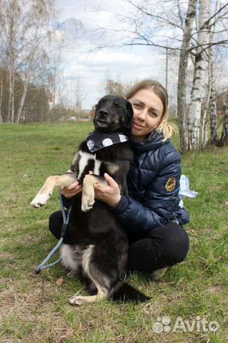 Маленькой собаке очень нужна семья