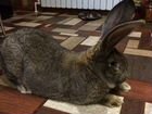 Кролики фландр ризен объявление продам