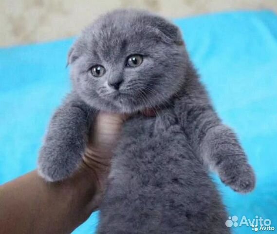 Клубные шотландские котята