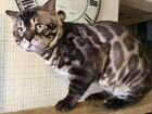 Бенгальский кот Лёня объявление продам